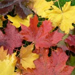 Valuing the Individual and the Individual Differences